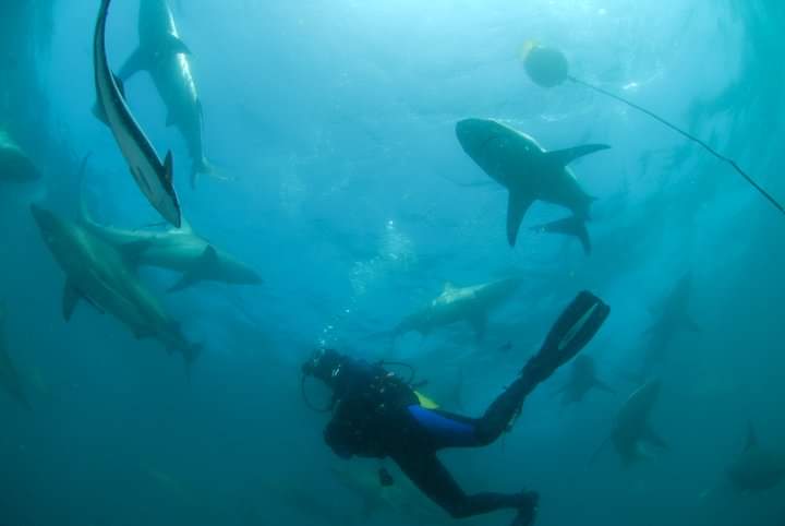 Plonge avec les grands requins blancs